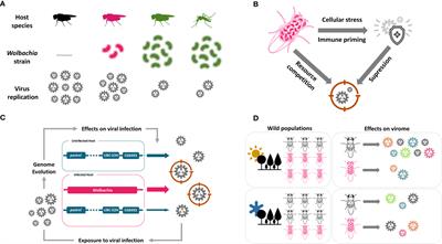 The Antiviral Effects of the Symbiont Bacteria Wolbachia in Insects